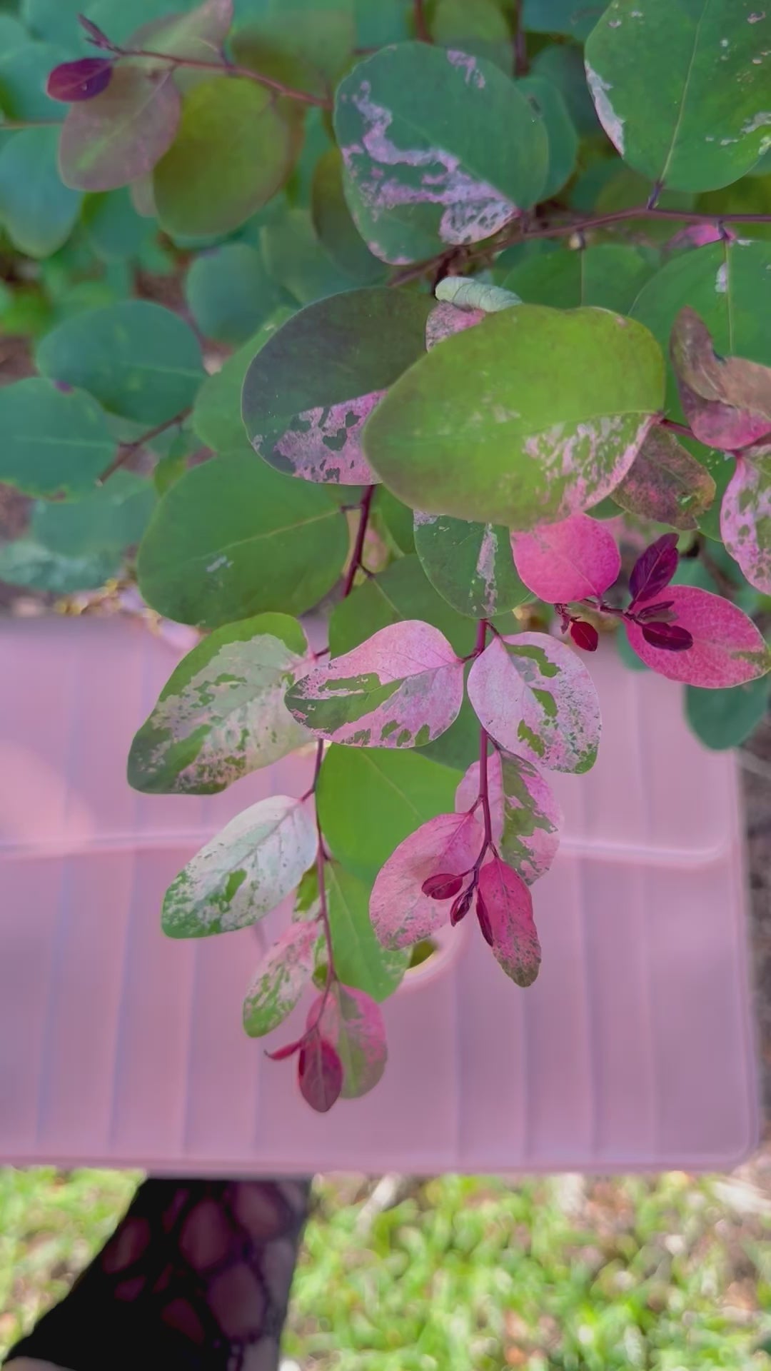 Chanel Light Pink Vintage Lambskin Jumbo Flap Bag